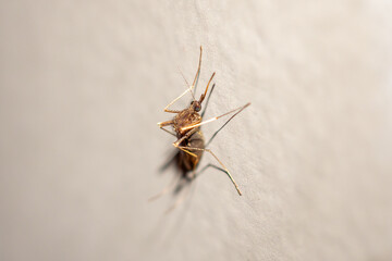 Mosquito on the wall background close up