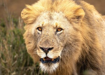 Portrait of a majestic lion in a field in Kruger National Park, South Africa