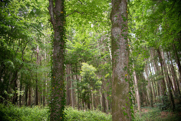 Woods trees