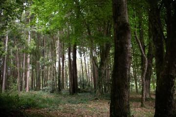 trees in the forest