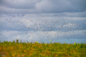 Flock of sandpipers flying 