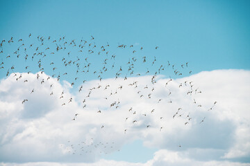 Flock of sandpipers flying 