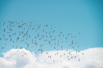 Flock of sandpipers flying 