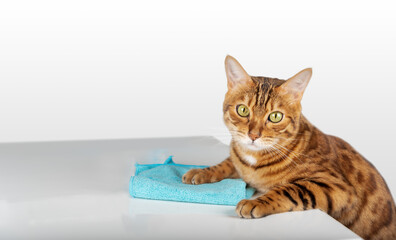 The cat wipes the table with a microfiber cloth.