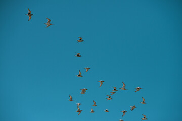 Flock of sandpipers flying 