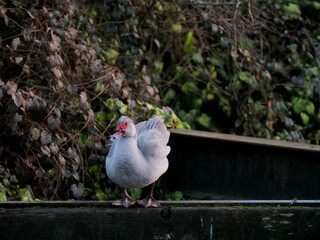 Selective focus shot of a domestic muscovy duck perched on a ledge