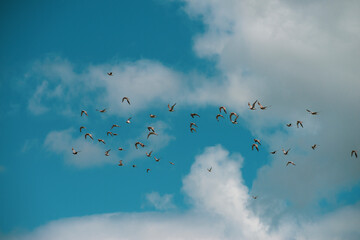 Flock of sandpipers flying 