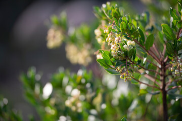 Arbutus unedo (strawberry tree) closeup image background Stock photo.