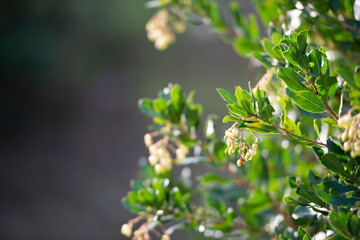 Arbutus unedo (strawberry tree) closeup image background Stock photo.