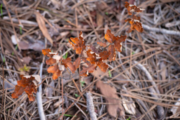 Dry leaves in the forest 