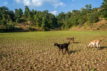 Beautiful landscape with goats grazing with trees in the background at Arthur Lake in Bhandardara