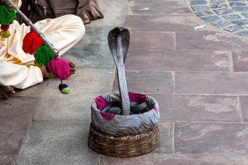 A snake charmer with his cobra the city of Jaipur in India, The Pink City, Rajastan