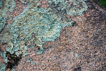 Lichen on a granite rock