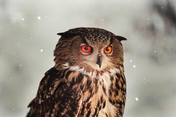 Closeup shot of a brown eagle-owl with red eyes under snowfall