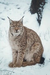 Wild lynx perched atop a snow-covered landscape in a forest