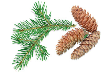 Fir cones and fir branch isolated on a transparent background.