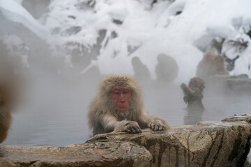 スノーモンキー　温泉に入るニホンザル　地獄谷野猿公苑