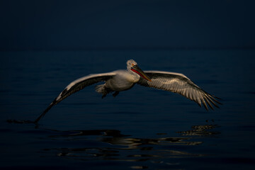 Dalmatian pelican glides across water casting reflection