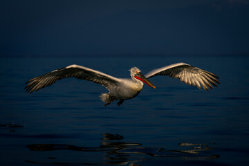 Dalmatian pelican glides over calm blue water