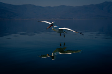Dalmatian pelican glides over calm blue lake