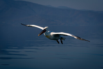 Dalmatian pelican glides over flat blue lake