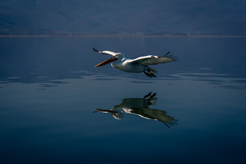 Dalmatian pelican glides over water casting reflection