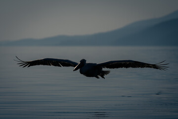 Dalmatian pelican glides silhouetted across calm lake