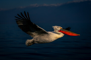 Dalmatian pelican glides across water beside mountains