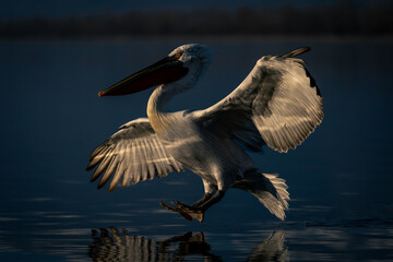 Dalmatian pelican landing on water in sunshine
