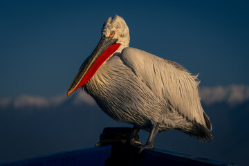 Dalmatian pelican in bow of blue boat
