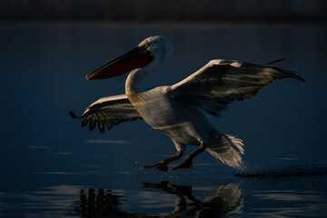 Fototapeta na wymiar Dalmatian pelican lands in sunshine on lake