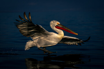 Dalmatian pelican lands on water casting reflection