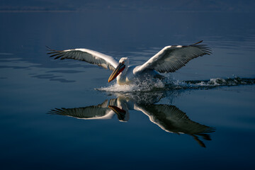 Dalmatian pelican lands on flat blue lake