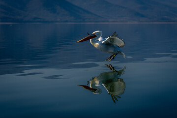 Dalmatian pelican lands on lake casting reflection
