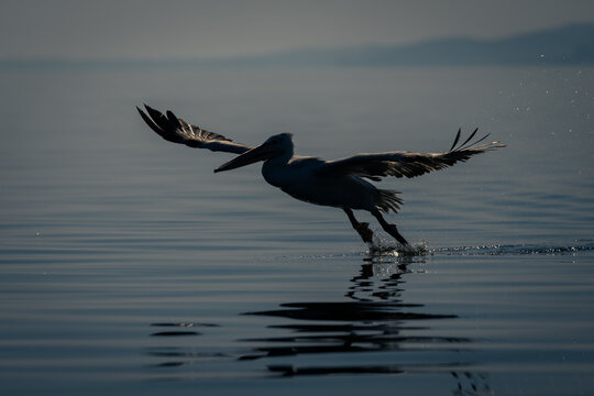 Dalmatian pelican lifts off from still lake