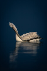 Dalmatian pelican preens itself on blue lake