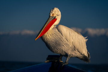 Dalmatian pelican perching on bow of boat