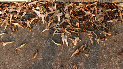 background of fallen leaves on the asphalt in the city