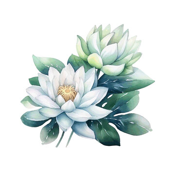 Beautiful lotus water lilly with leaves for card design watercolor paint on white background