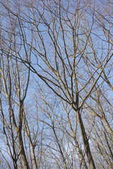 Bare trees during daytime in autumn or winter with blue sky background. Calm serene and isolate outdoor natural forest found in the peaceful countryside perfect for relaxing views and walks