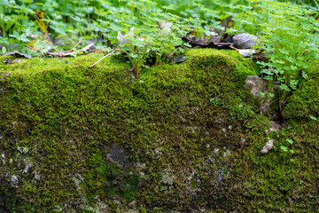 Obraz na płótnie Canvas Old wall with moss