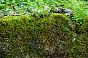 Old wall with moss