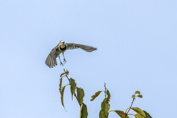 White Wagtail on top of a tree tree