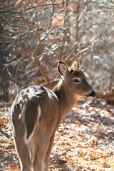 Of a white-tailed deer standing in a wooded area with trees and grass in the background