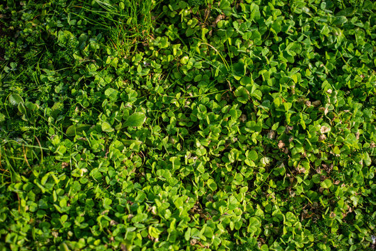 Clover leaves background wallpaper closeup image 