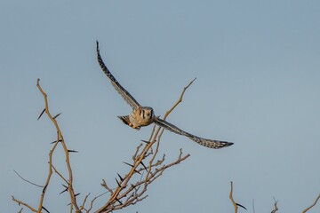 Scenic view of an American kestrel (Falco sparverius) flying in the blue sky