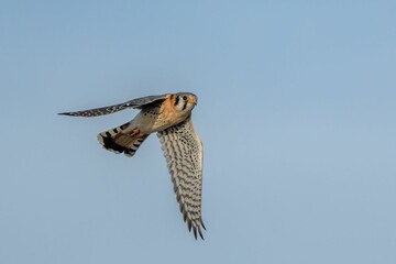a falcon is flying high in the blue sky with wings outstretched out