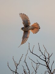 Common kestrel gliding over a barren tree branch, set against a sky background