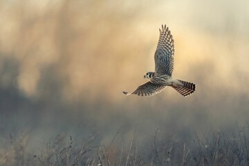Common kestrel flying over the field with a blurred background - obrazy, fototapety, plakaty
