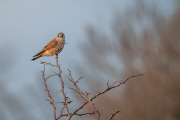Small bird perched atop a tree branch against a sky background